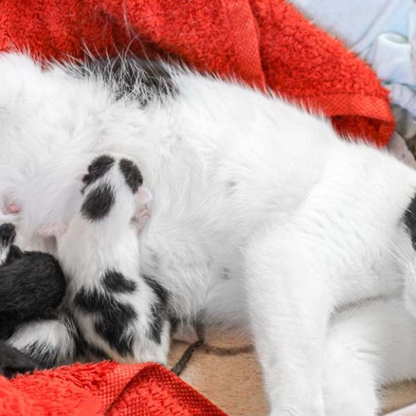 Mama Holly und ihre drei Babys kurz nach der Geburt / © 2017 Arche KaNaum (DN)