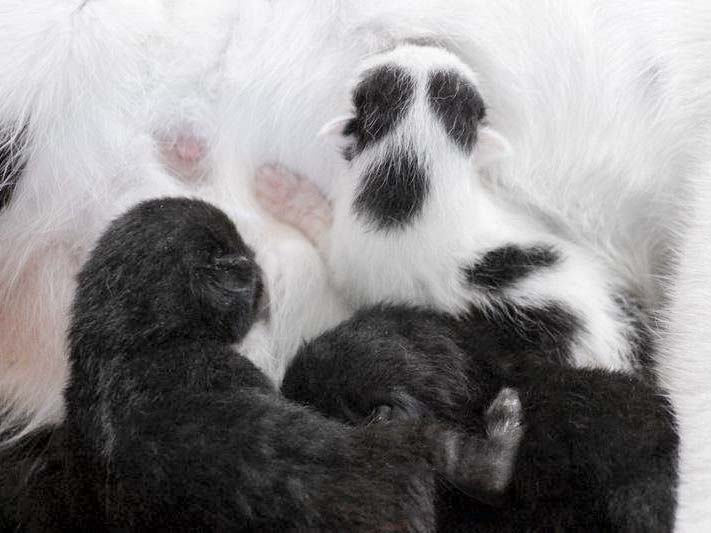 Die drei Babys von Holly kurz nach ihrer Geburt / © 2017 Arche KaNaum (DN)