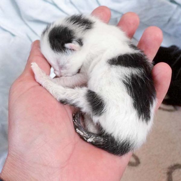 Kurz nach ihrer Geburt: Kätzin Destiny / © 2017 Arche KaNaum (DN)