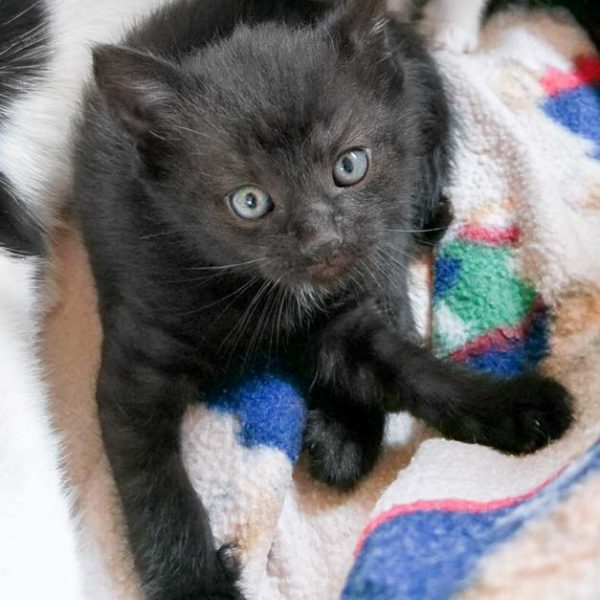 Kätzin Dori / © 2017 Arche KaNaum (OS) Kätzin Dori / © 2017 Arche KaNaum (OS)