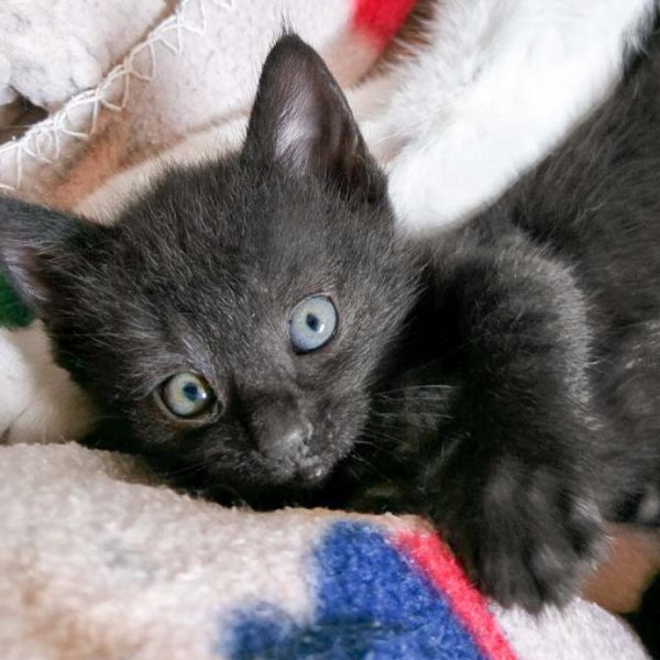 Kätzin Dori / © 2017 Arche KaNaum (OS) Kätzin Dori / © 2017 Arche KaNaum (OS)