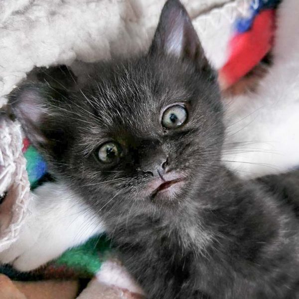 Kätzin Dori / © 2017 Arche KaNaum (OS) Kätzin Dori / © 2017 Arche KaNaum (OS)