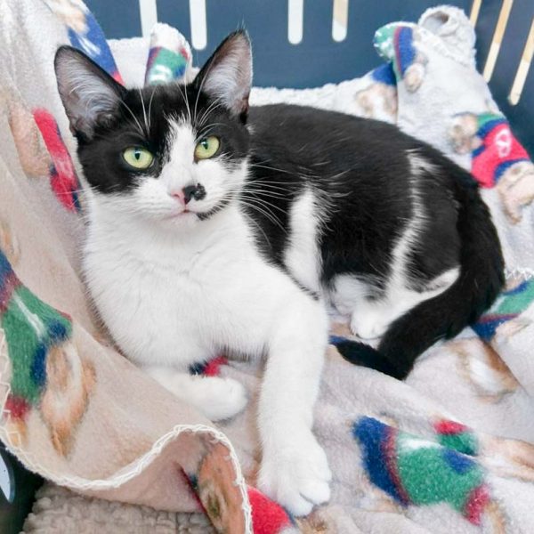 Kätzin Holly / © 2017 Arche KaNaum (OS)