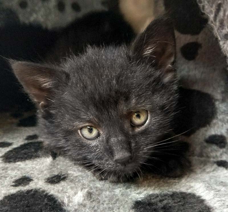 Katerchen Nemo / © 2017 Arche KaNaum (OS)