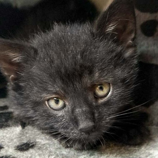 Katerchen Nemo / © 2017 Arche KaNaum (OS)