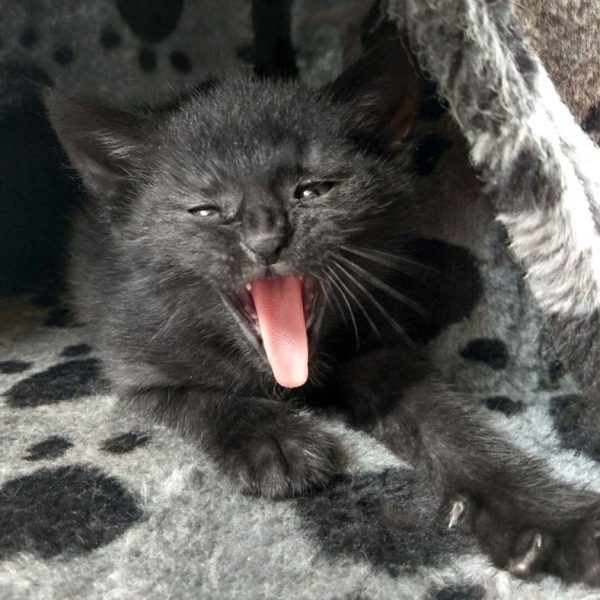 Katerchen Nemo / © 2017 Arche KaNaum (OS)