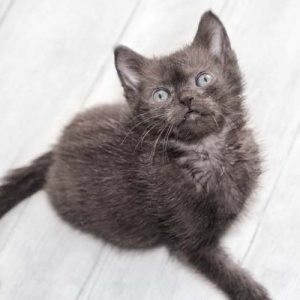 Katerchen Brownie / © 2017 Arche KaNaum (DN)