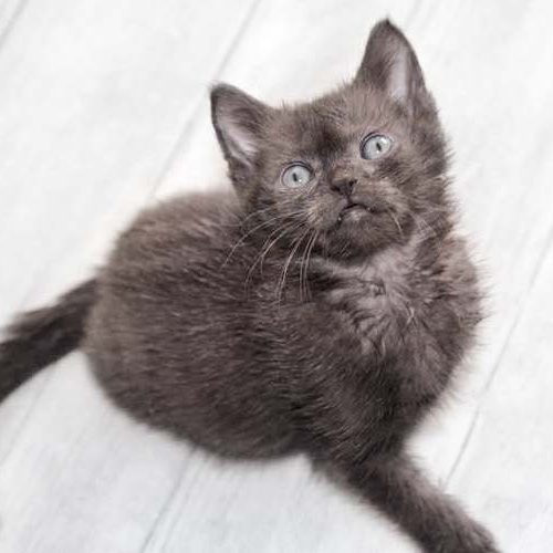 Katerchen Brownie / © 2017 Arche KaNaum (DN) Katerchen Brownie / © 2017 Arche KaNaum (DN)