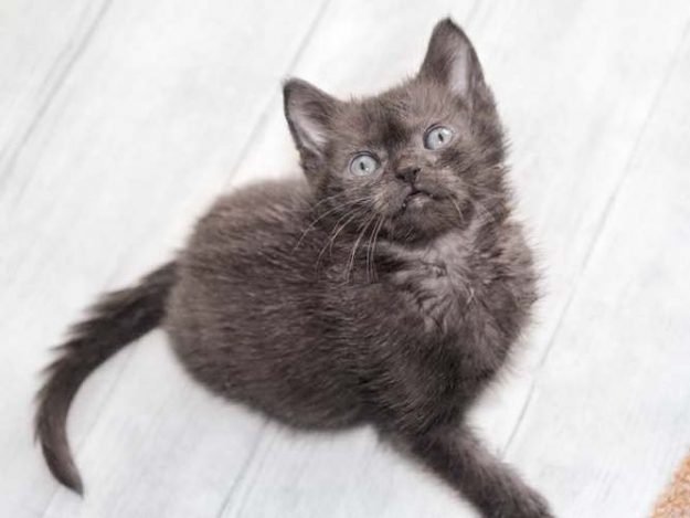 Katerchen Brownie / © 2017 Arche KaNaum (DN)