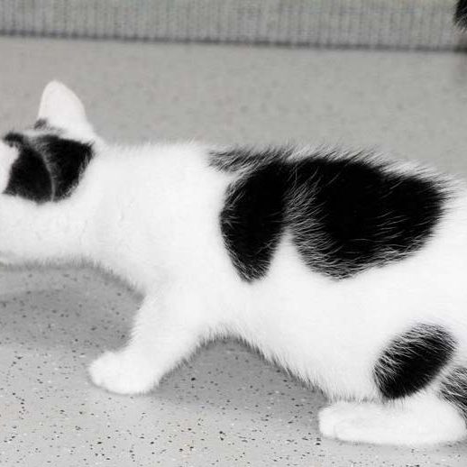 Kätzin Destiny / © 2017 Arche KaNaum (DN)