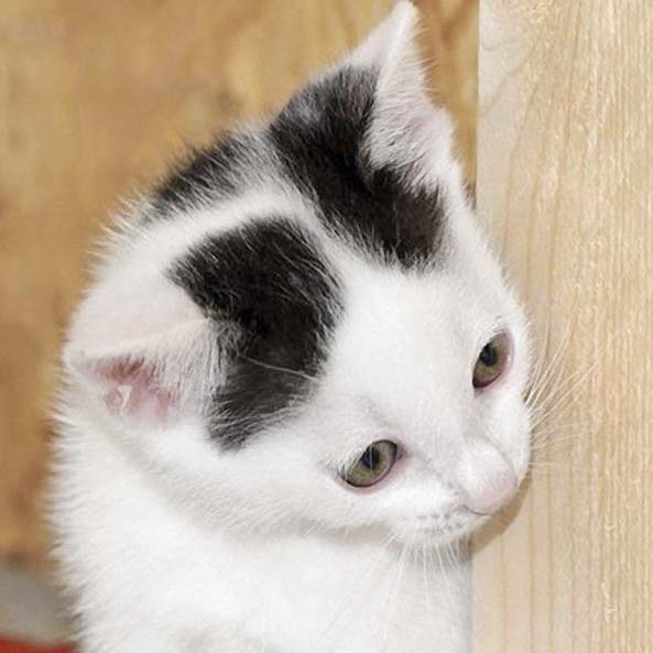 Kätzin Destiny / © 2017 Arche KaNaum (DN)