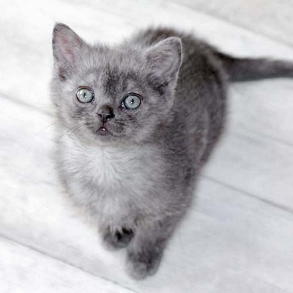 Kätzin Keks / © 2017 Arche KaNaum (DN)