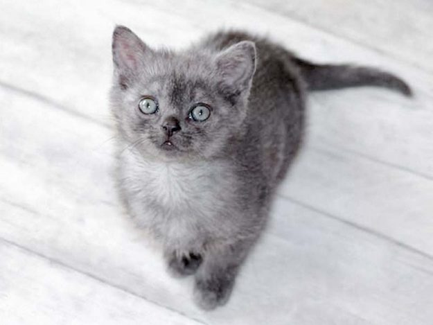 Kätzin Keks / © 2017 Arche KaNaum (DN)