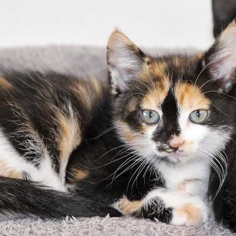 Kätzin Arielle / © 2017 Arche KaNaum (DN)