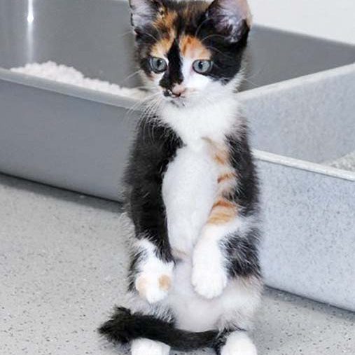 Kätzin Arielle / © 2017 Arche KaNaum (DN)