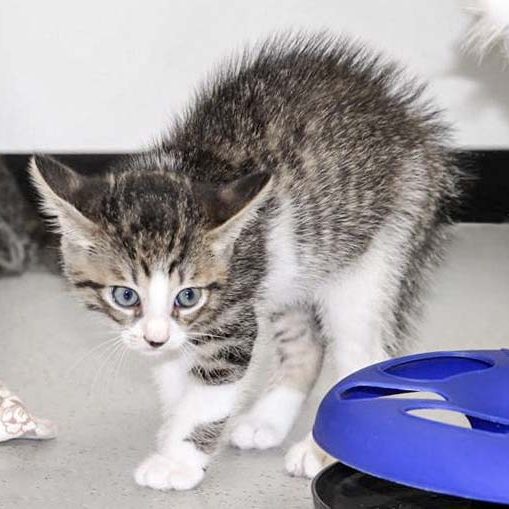 Kater Fabius / © 2017 Arche KaNaum (DN)