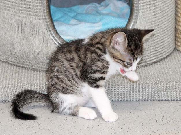 Kater Fabius / © 2017 Arche KaNaum (DN)