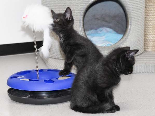 Katerchen Nemo und Schwesterchen Dori / © 2017 Arche KaNaum (DN)