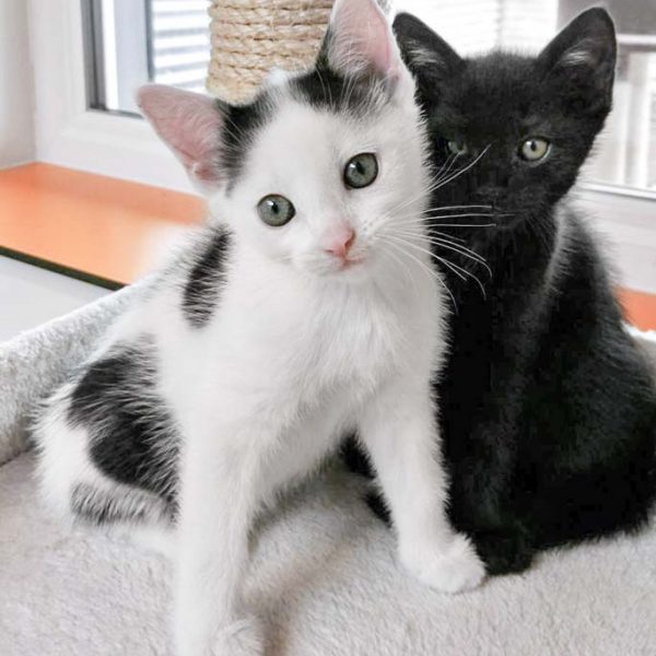 Kätzin Destiny (v.) mit Bruder Nemo / © 2017 Arche KaNaum (OS)