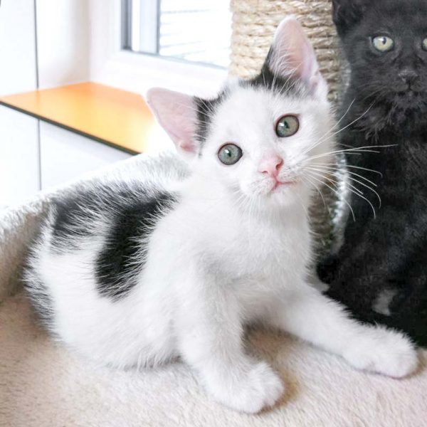 Kätzin Destiny (l.) mit Bruder Nemo / © 2017 Arche KaNaum (OS)