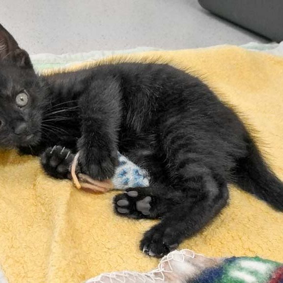 170705_dori_001_v1kk Kätzin Dori / © 2017 Arche KaNaum (OS)