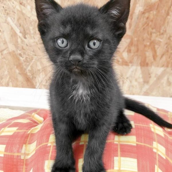 Kätzin Dori / © 2017 Arche KaNaum (OS) Kätzin Dori / © 2017 Arche KaNaum (OS)