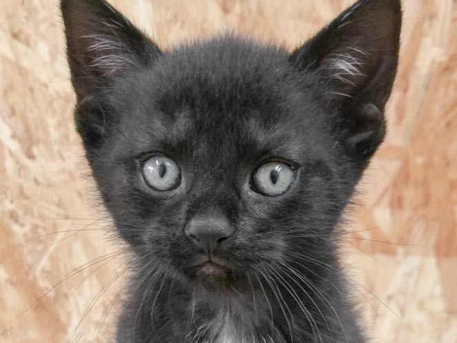 Kätzin Dori / © 2017 Arche KaNaum (OS)