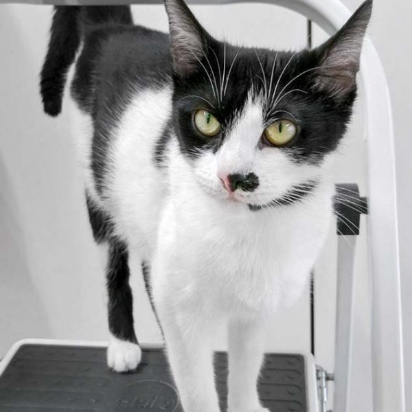 Kätzin Holly / © 2017 Arche KaNaum (OS)