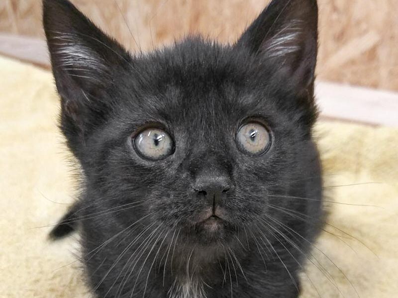 Katerchen Nemo / © 2017 Arche KaNaum (OS)