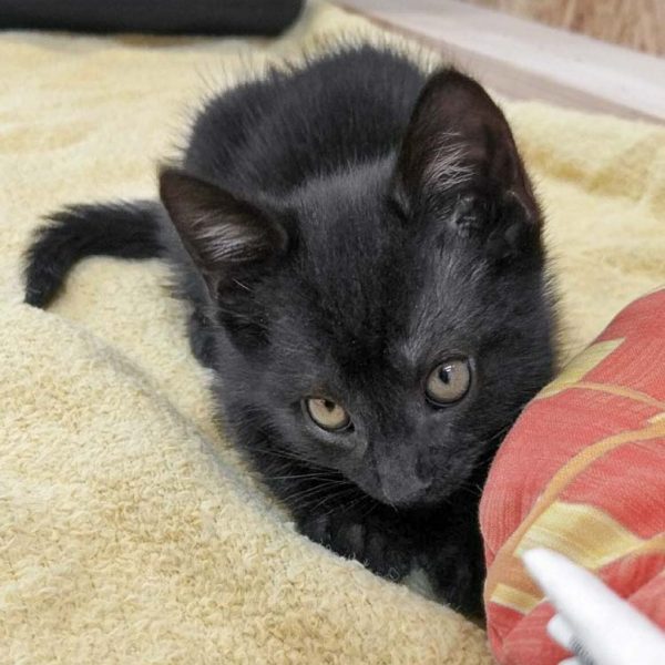 Katerchen Nemo / © 2017 Arche KaNaum (OS)