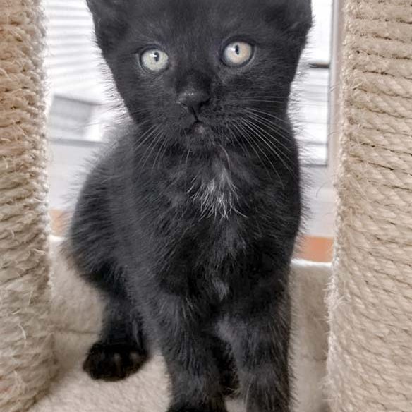 Katerchen Nemo / © 2017 Arche KaNaum (OS)