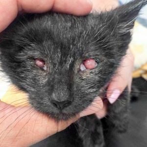 Katerchen Gabriel / © 2017 Arche KaNaum (DN) Katerchen Gabriel / © 2017 Arche KaNaum (DN)