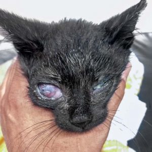 Kätzchen Saga / © 2017 Arche KaNaum (DN) Kätzchen Saga / © 2017 Arche KaNaum (DN)