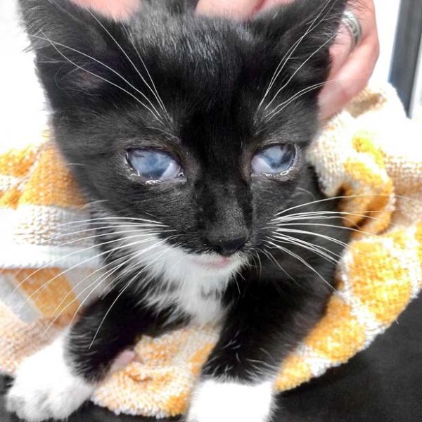 Kätzchen Thalia / © 2017 Arche KaNaum (DN) Kätzchen Thalia / © 2017 Arche KaNaum (DN)