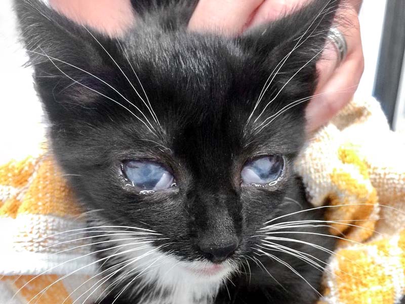 Kätzchen Thalia / © 2017 Arche KaNaum (DN)