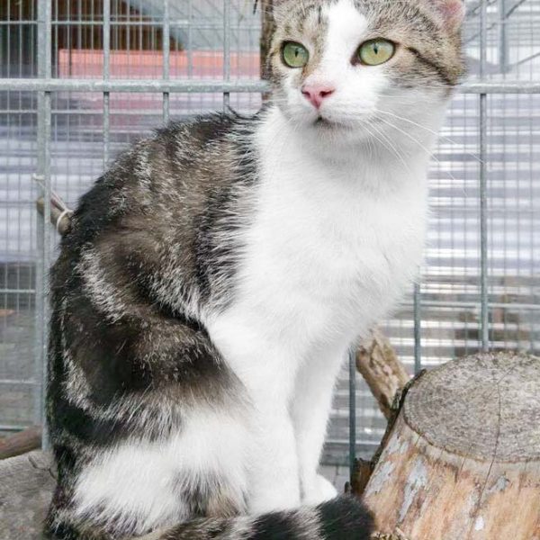 Kater Jack / © 2017 Arche KaNaum (DN) Kater Jack / © 2017 Arche KaNaum (DN)