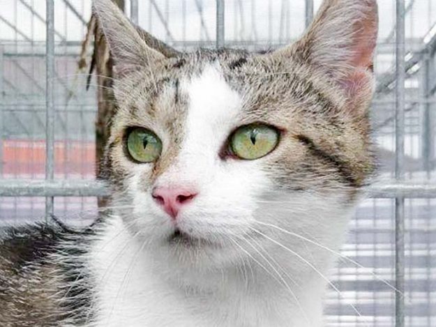 Kater Jack / © 2017 Arche KaNaum (DN)