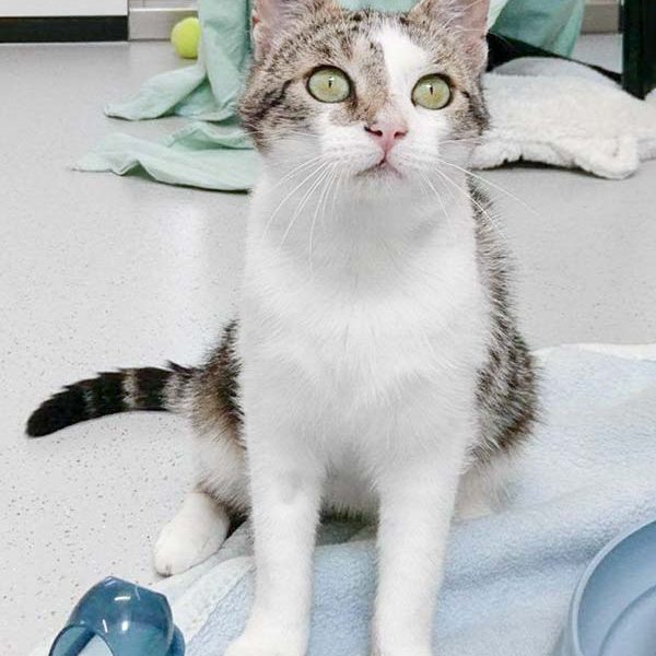 Kater Jack / © 2017 Arche KaNaum (DN) Kater Jack / © 2017 Arche KaNaum (DN)