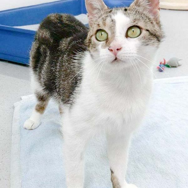 Kater Jack / © 2017 Arche KaNaum (DN) Kater Jack / © 2017 Arche KaNaum (DN)