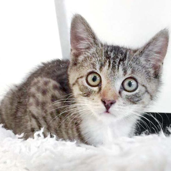 Kätzin Mary am 04.08.2017 / © 2017 Arche KaNaum (DN)