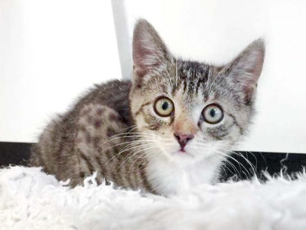 Kätzin Mary am 04.08.2017  / © 2017 Arche KaNaum (DN) Kätzin Mary am 04.08.2017 / © 2017 Arche KaNaum (DN)