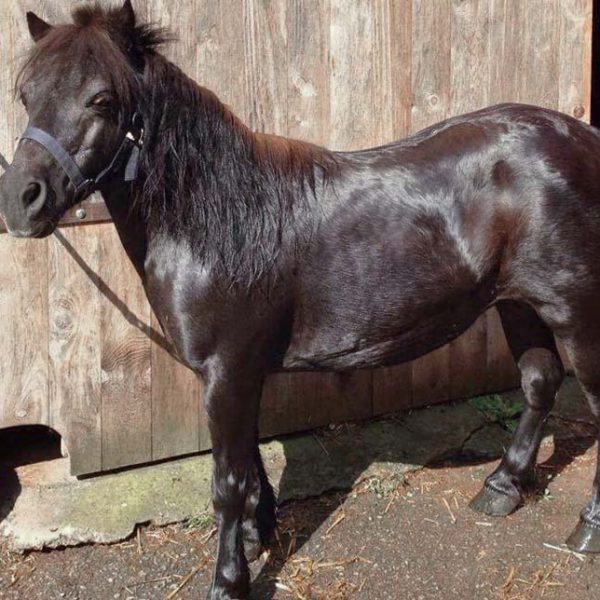 Kater Fabius / © 2017 Arche KaNaum (DN) Kater Fabius / © 2017 Arche KaNaum (DN)