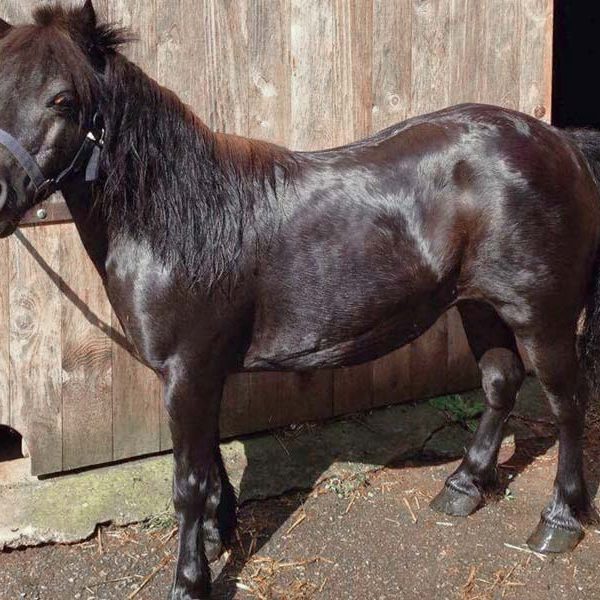 Kater Fabius / © 2017 Arche KaNaum (DN)