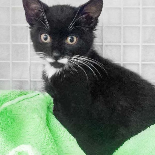 Kätzin Reni / © 2017 Arche KaNaum (DN) Kätzin Reni / © 2017 Arche KaNaum (DN)