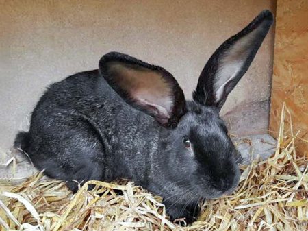 Fundkaninchen Twiste - Rocklinghausen / © 2017 Privat