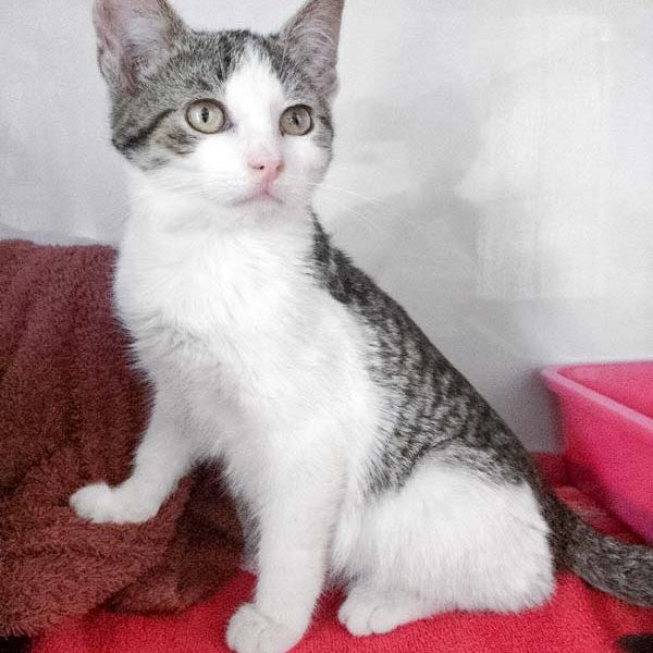 Katerchen Bizzl / © 2017 Arche KaNaum (DN)