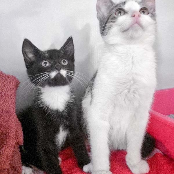 Katerchen Bizzl (r.) mit Freundin Reni / © 2017 Arche KaNaum (DN) Katerchen Bizzl (r.) mit Freundin Reni / © 2017 Arche KaNaum (DN)