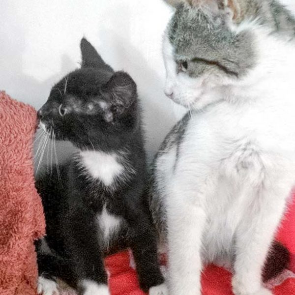 Katerchen Bizzl (r.) mit Freundin Reni / © 2017 Arche KaNaum (DN)