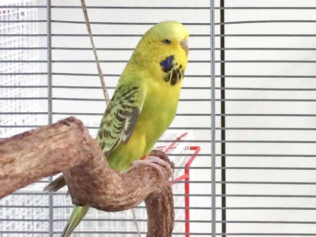 Gefundener Wellensittich / © 2017 Arche KaNaum (DN)