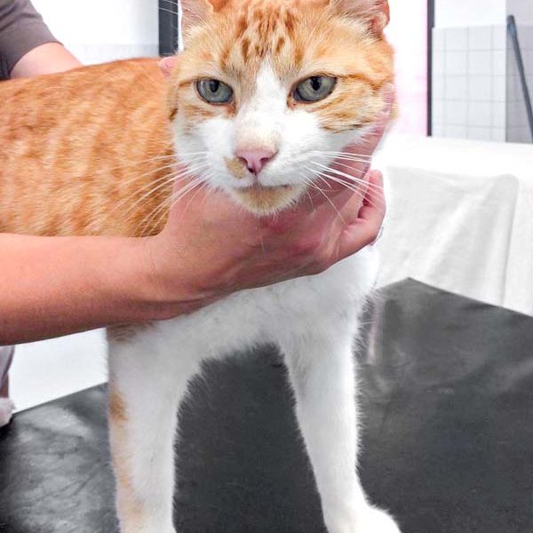 Rot-weißer Fundkater (Kobold) / © 2017 Arche KaNaum (DN) Rot-weißer Fundkater (Kobold) / © 2017 Arche KaNaum (DN)